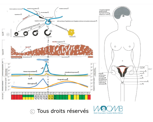 Cycle menstruel Schéma global