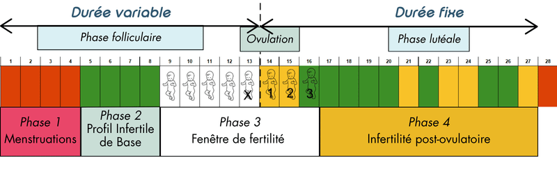 Schéma Cycle menstruel classique Schéma Cycle menstruel classique