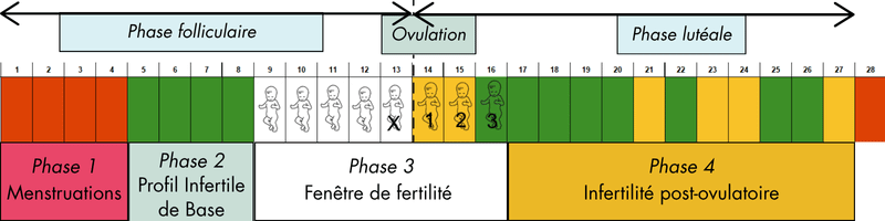 Cycle menstruel classique Cycle menstruel classique