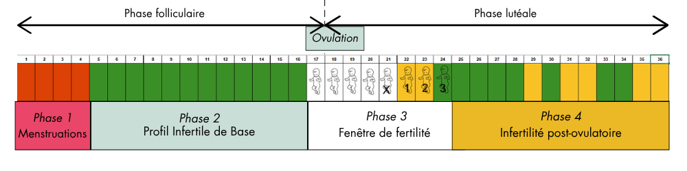 Schéma Cycle menstruel long Schéma Cycle menstruel long