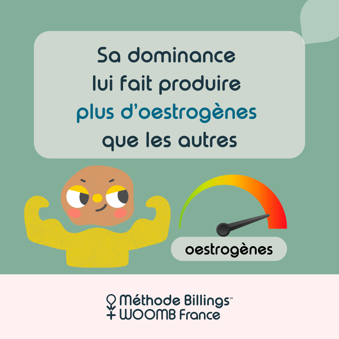 Histoire ovulation_2 Histoire ovulation_2