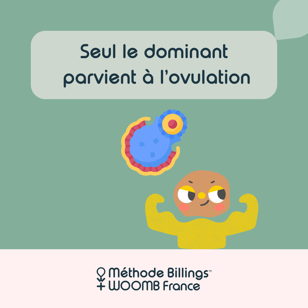 Le mythe double ovulation _5 Le mythe double ovulation _5