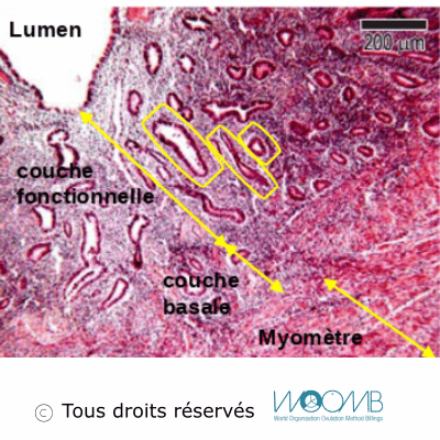 Muqueuse utérine sang Muqueuse utérine sang
