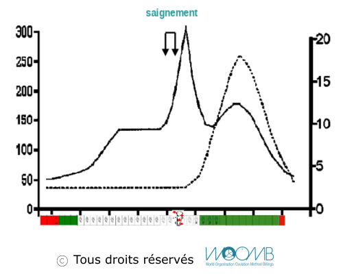 Ovulation après spotting Ovulation après spotting