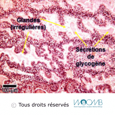 Phase sécrétoire utérus Phase sécrétoire utérus