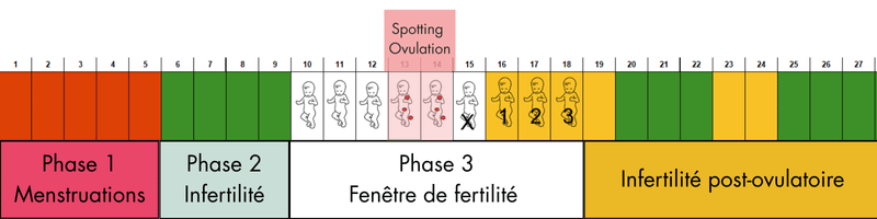 Spotting d'ovulation- phase fertile Spotting d'ovulation en phase folliculaire