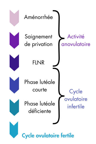 Variantes Cycle ovarien variantes cycle menstruel