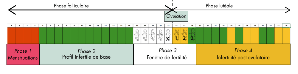 Cycle menstruel long 2 Schéma Cycle menstruel long