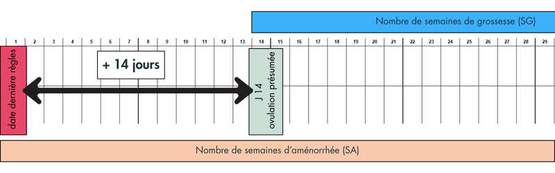 Calcul Semaine grossesse