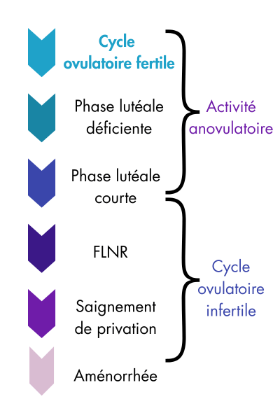 Ovulation et péri-ménopause