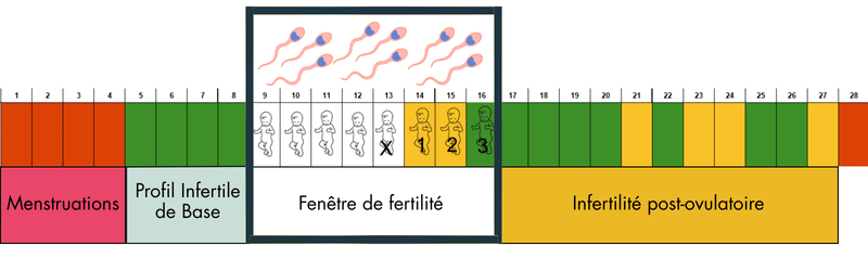période féconde femme