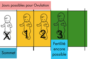 Fin période féconde femme -durée vie ovule
