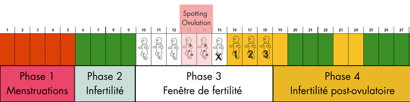Spotting-ovulation-phase-fertile Spotting d'ovulation en phase folliculaire
