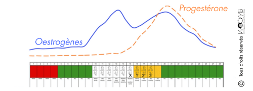 Hormones de l'ovulation